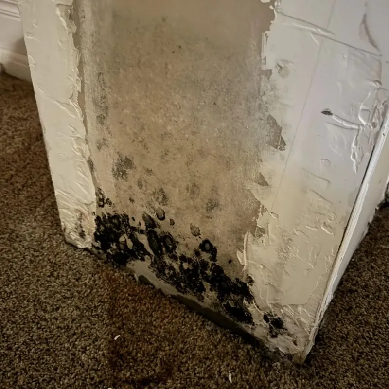 Professional Mold Removal in Hartley County, TX
